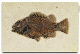 Detailed Fossil Fish (Cockerellites) - Wyoming #370863-1